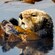 A sea otter grabs onto a clump of kelp in the water